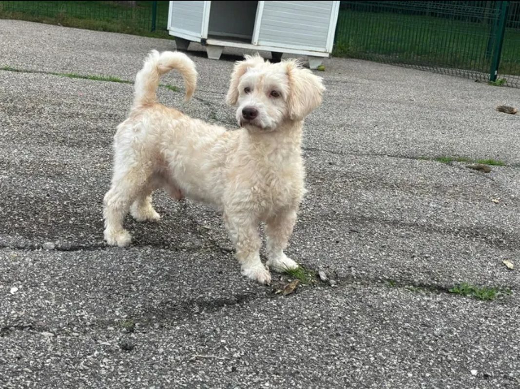 Nico - Chien à adopter