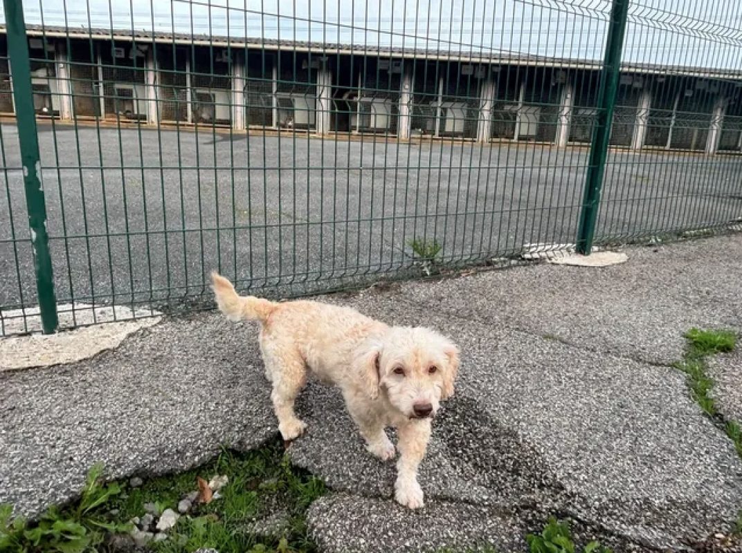 Nico - Chien à adopter - photo 3