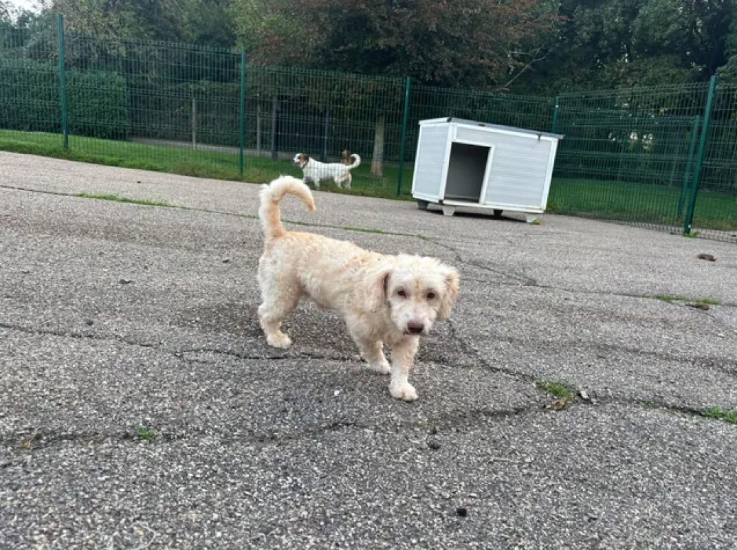 Nico - Chien à adopter - photo 4