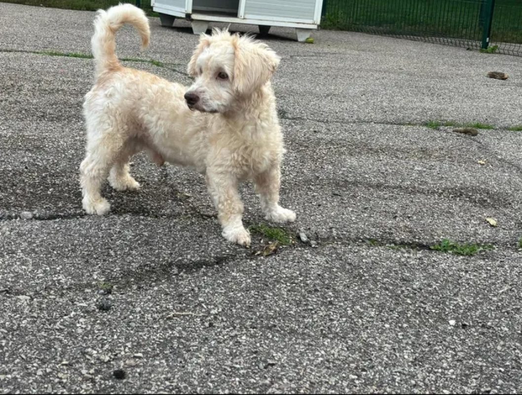 Nico - Chien à adopter - photo 5
