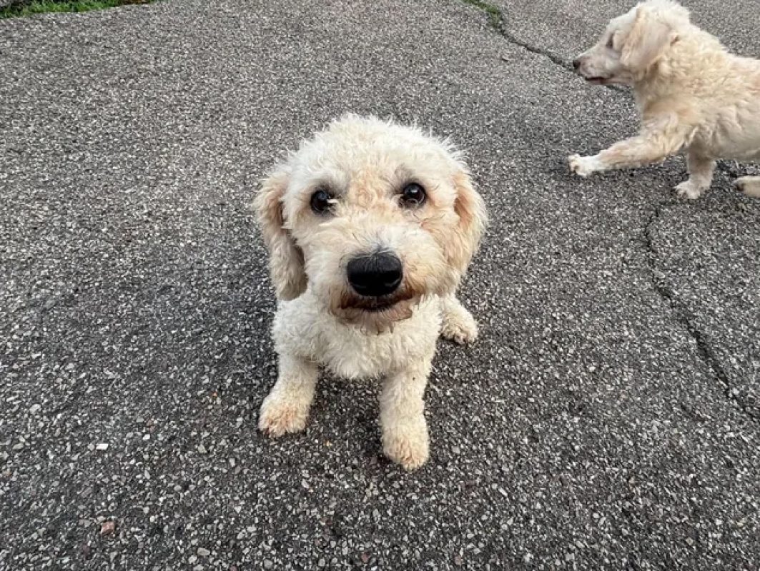 Carla - Chien à adopter