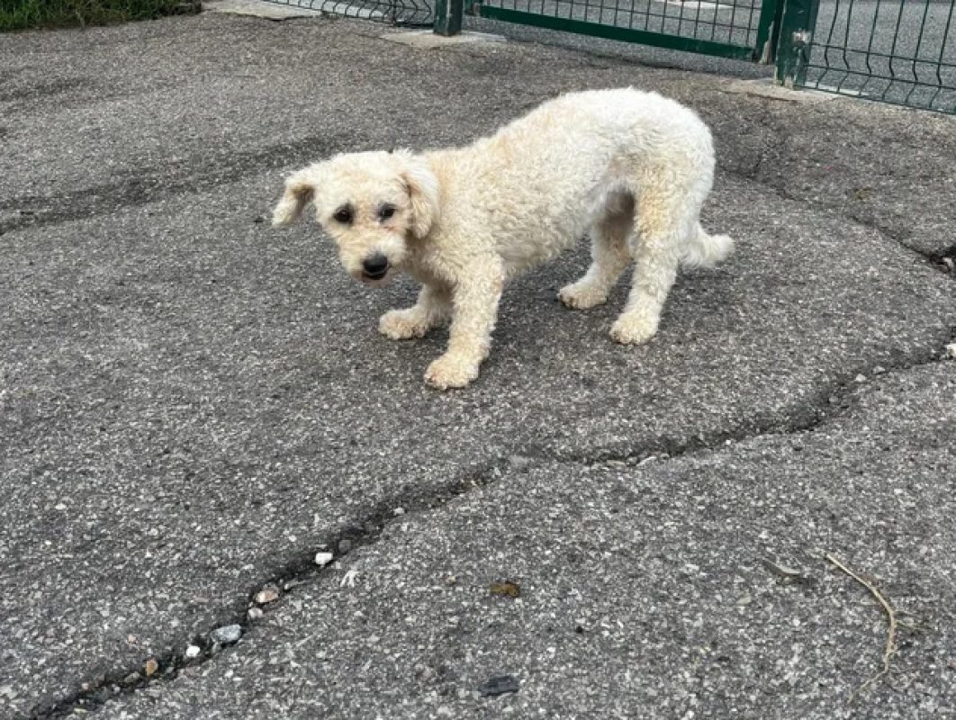 Carla - Chien à adopter - photo 3