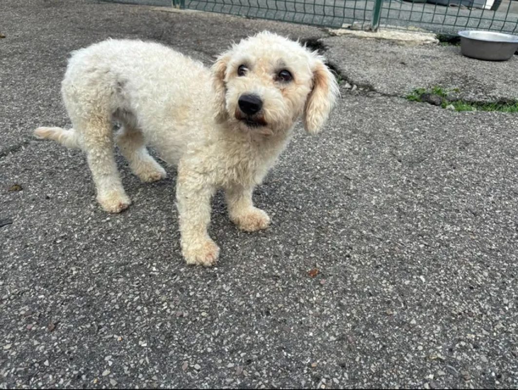 Carla - Chien à adopter - photo 4