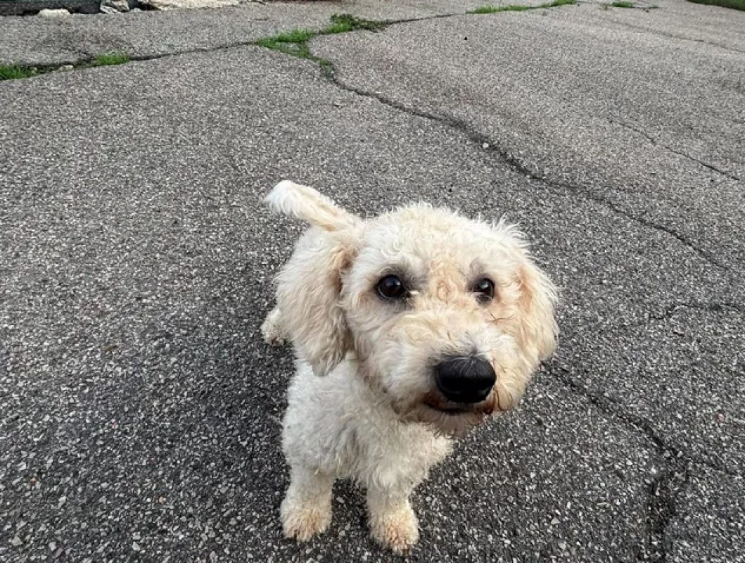 Carla - Chien à adopter - photo 5