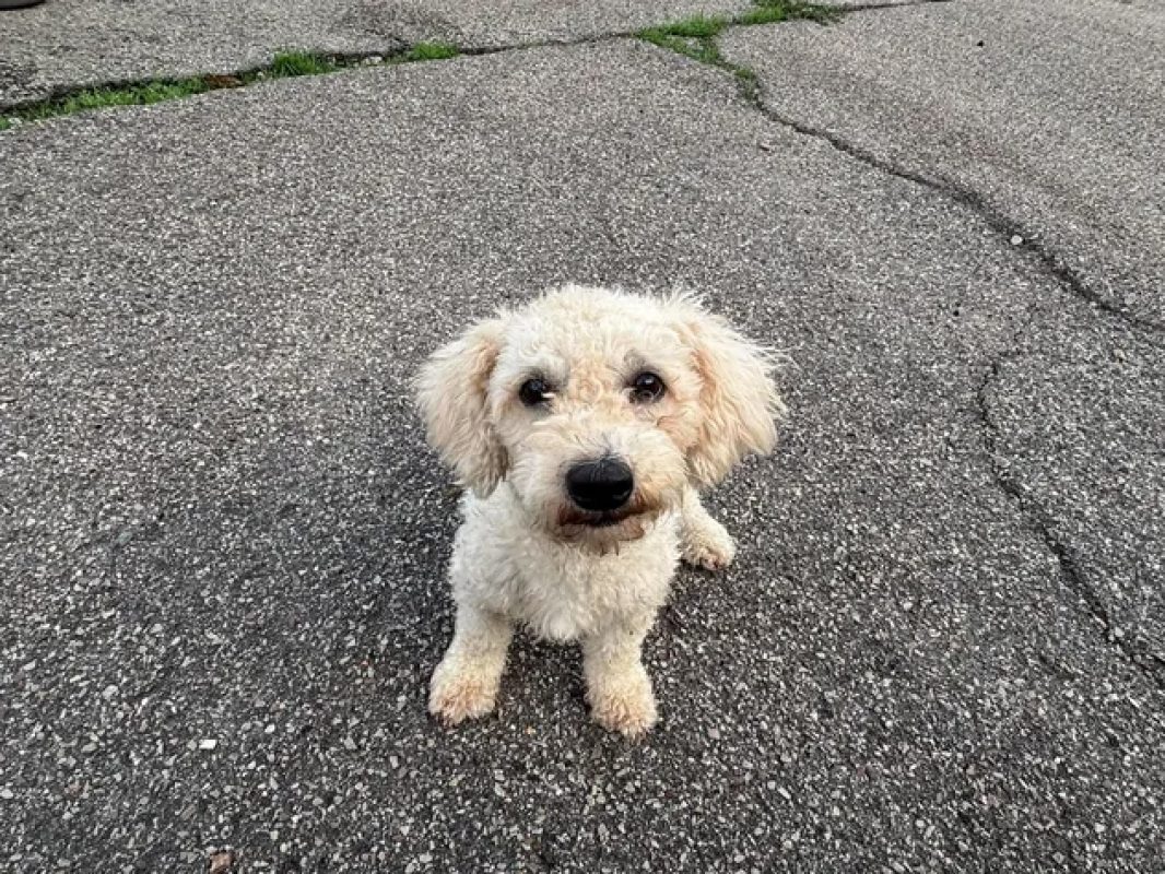 Carla - Chien à adopter - photo 6