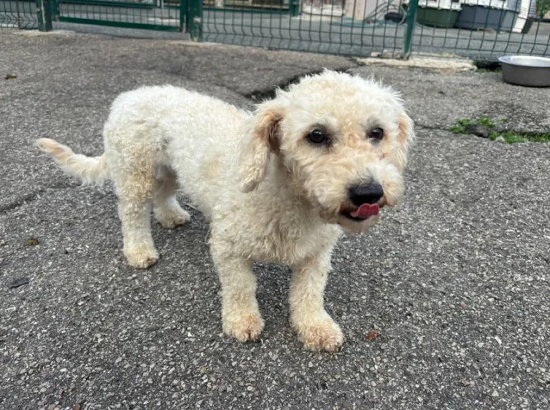 Carla - Chien à adopter - photo 7