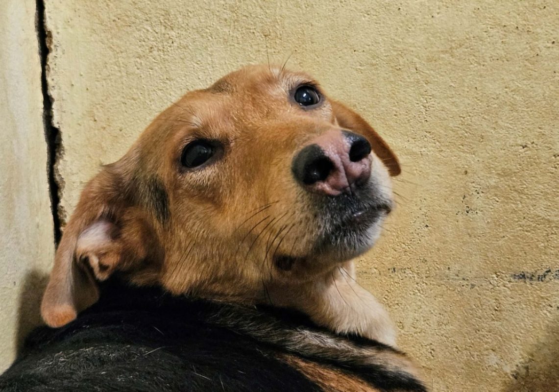Mocha - Chien à adopter