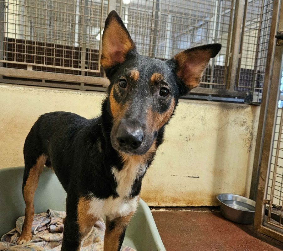 Expresso - Chien à adopter