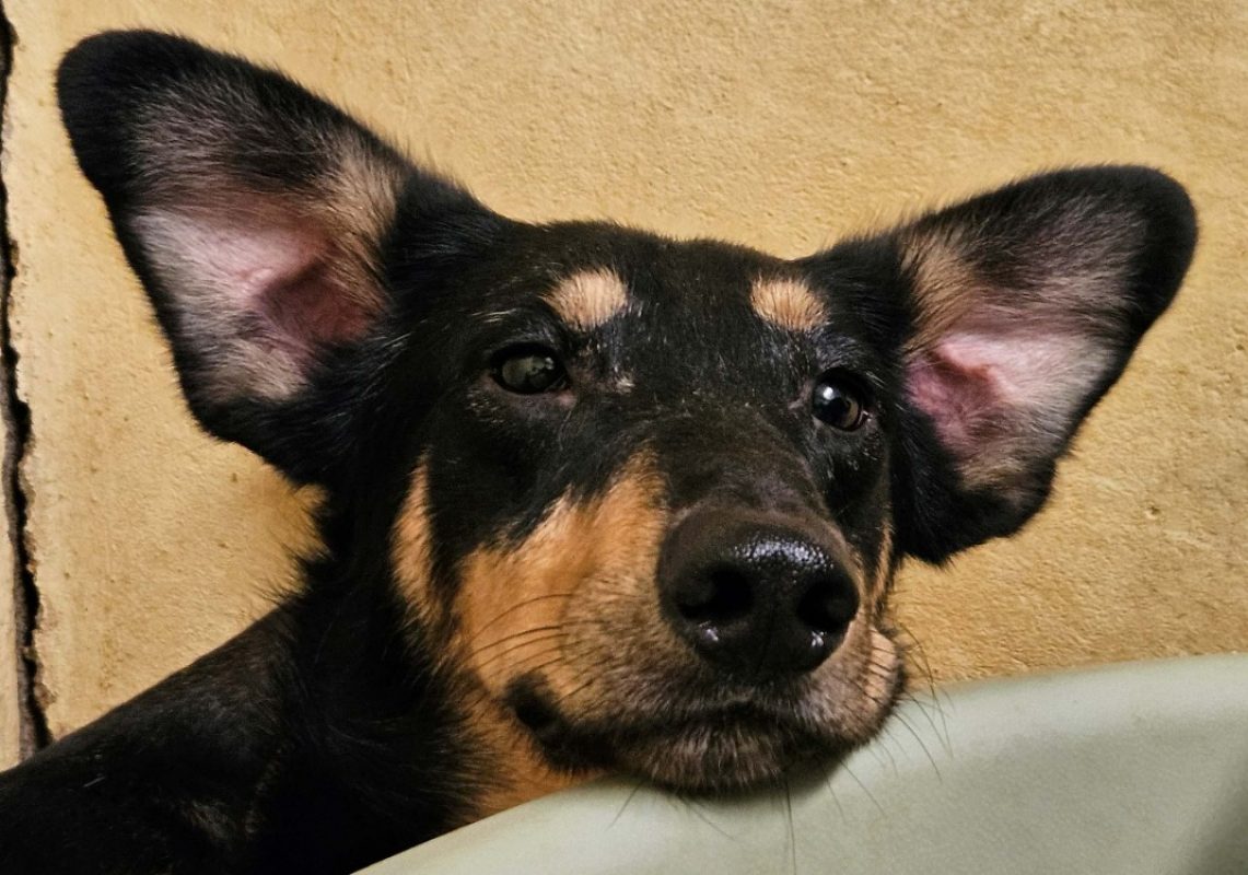 Galao - Chien à adopter