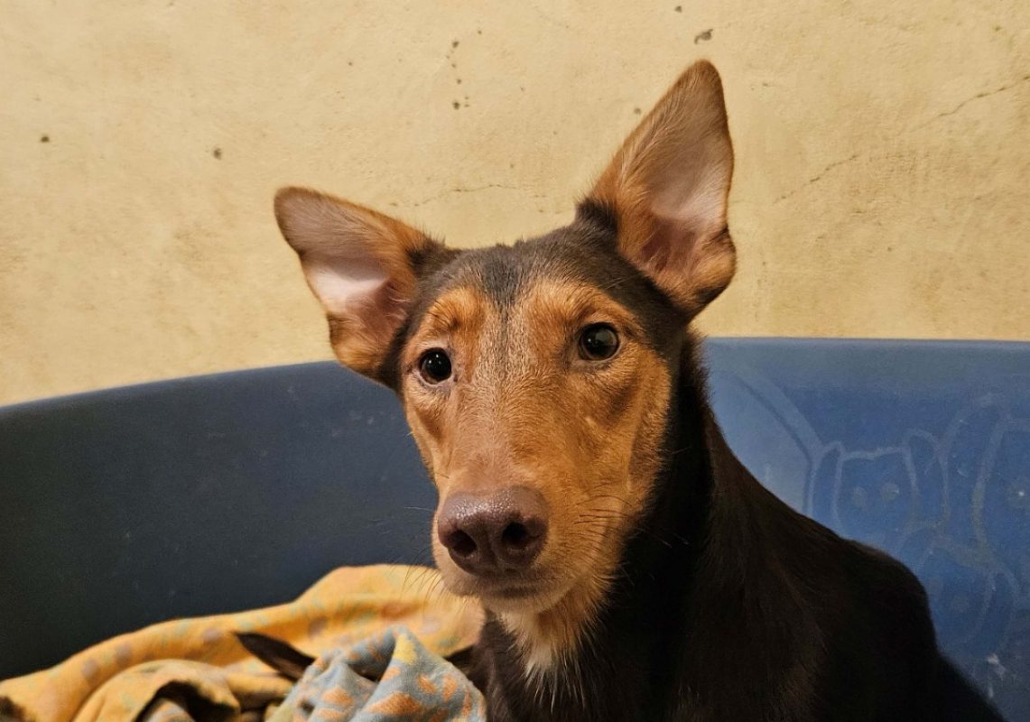 Latte - Chien à adopter
