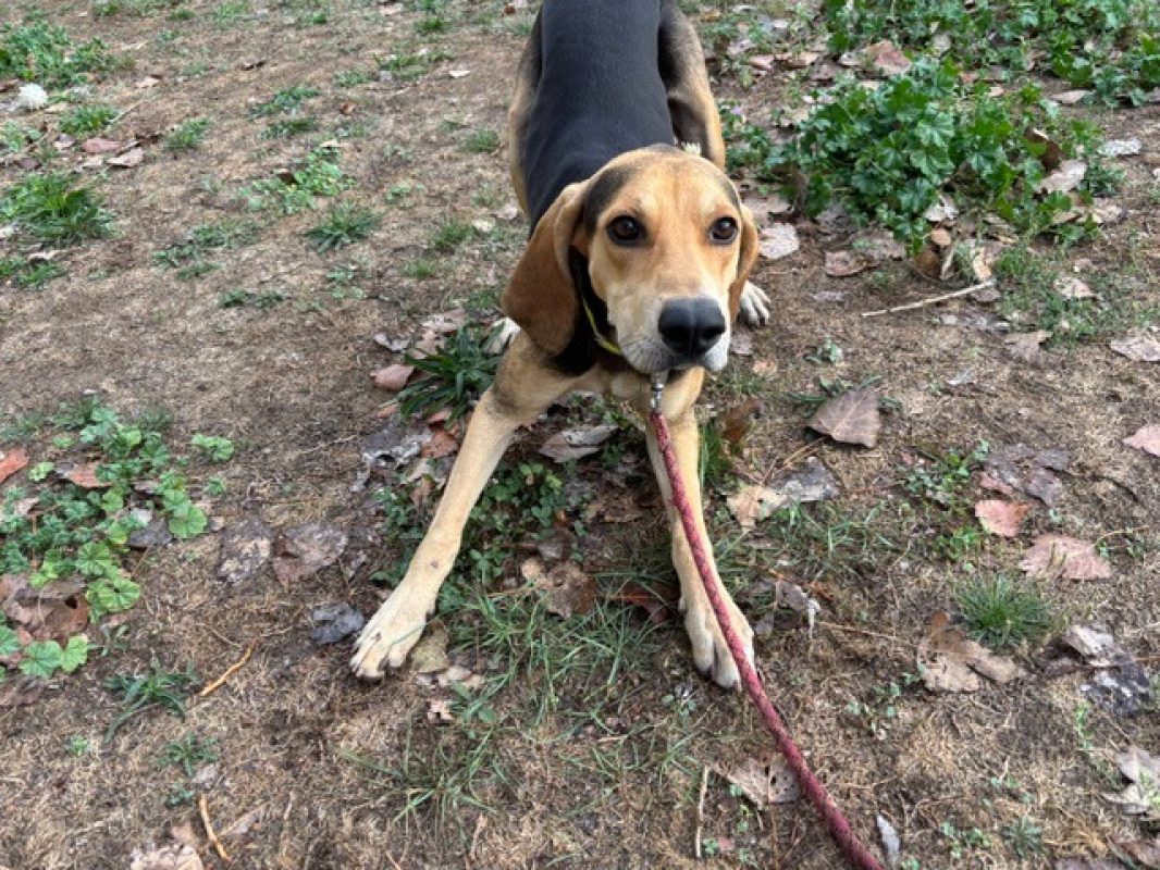 Albi - Chien à adopter