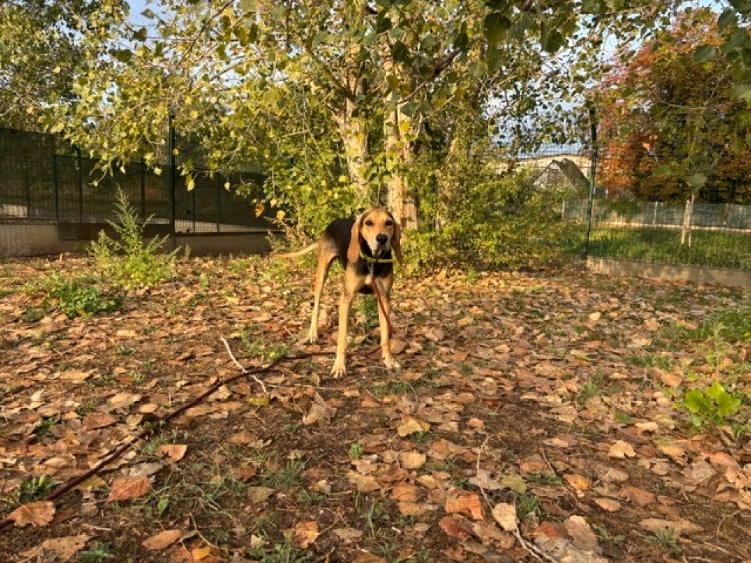 Albi - Chien à adopter - photo 2