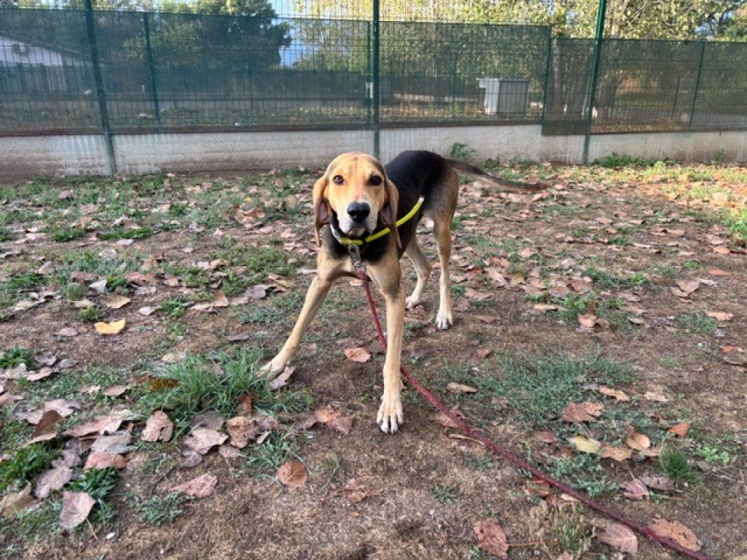 Albi - Chien à adopter - photo 3