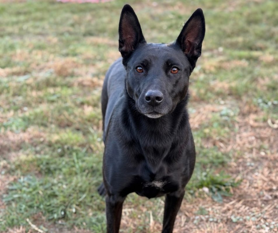 Serena - Chien Berger à adopter