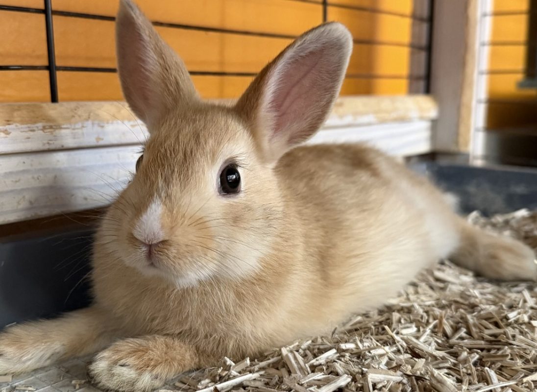 Schtroumpfette - Rongeur Lapin à adopter