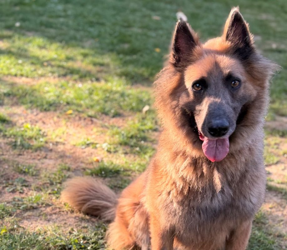 Teddy - Chien Berger Belge Tervueren à adopter