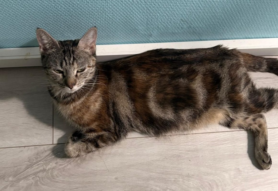 Sienna - Chat Européen à adopter