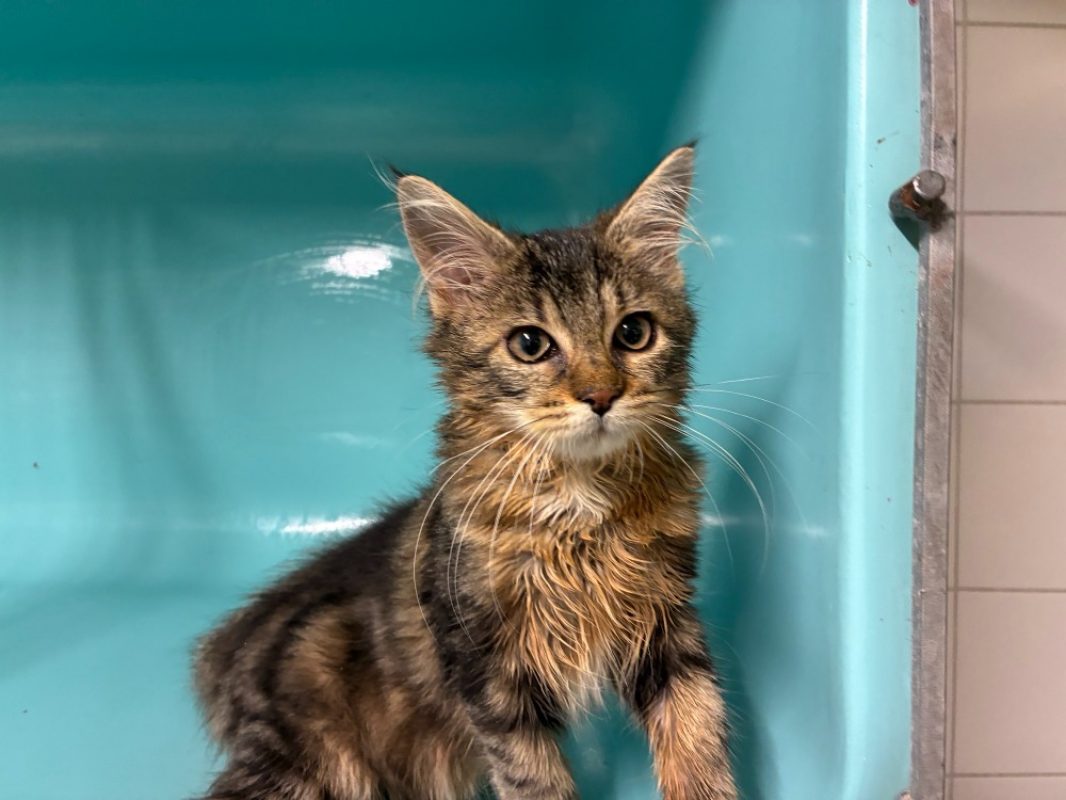 Sarabi - Chat Européen à adopter