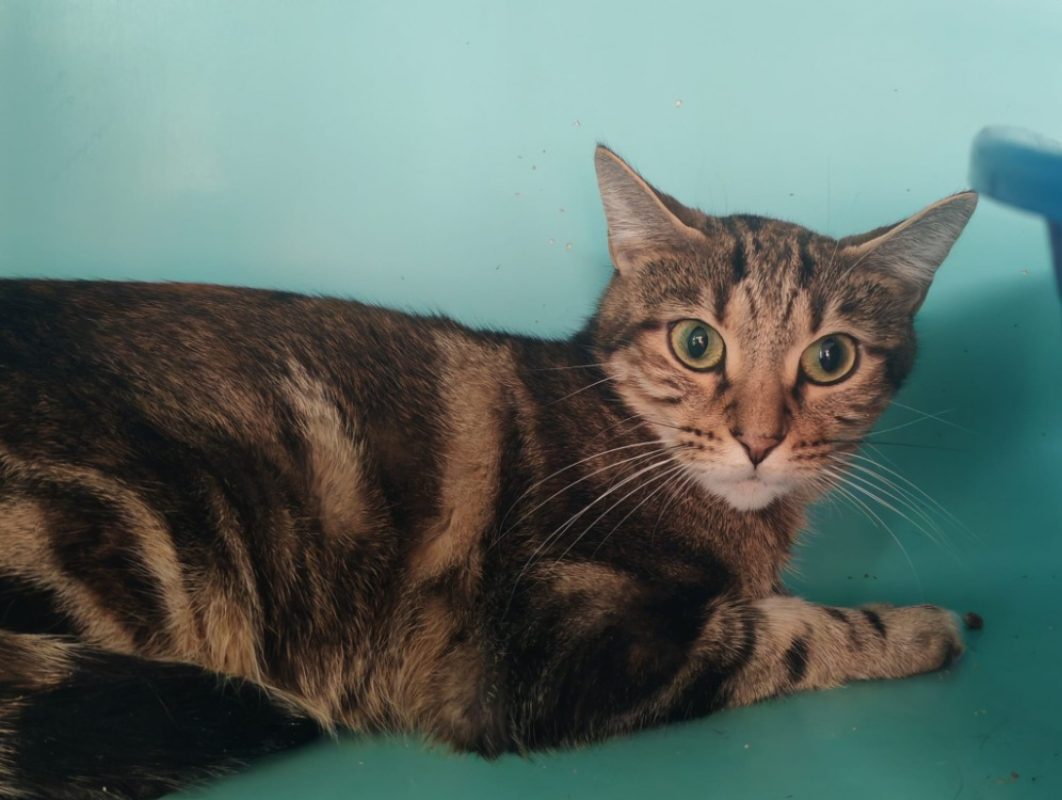 Yuri - Chat Européen à adopter