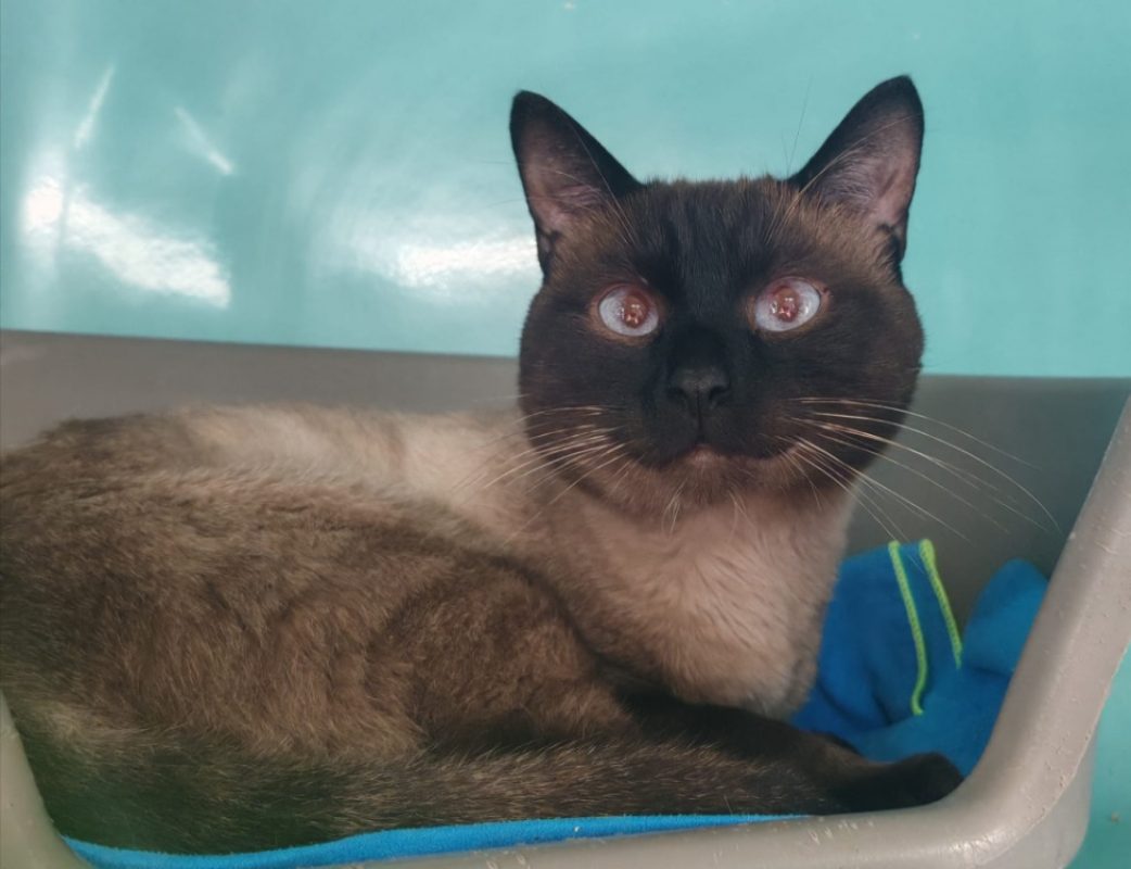 Ragnar - Chat Siamois à adopter