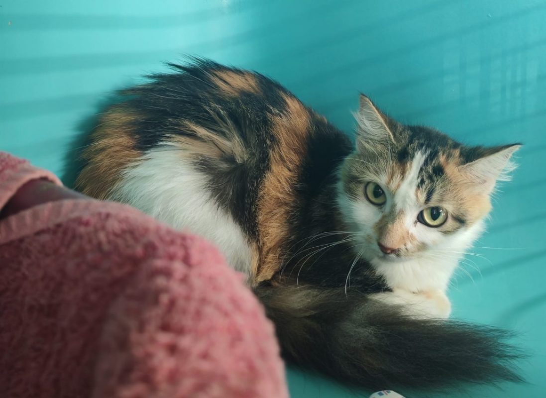 Emmett - Chat Européen à adopter