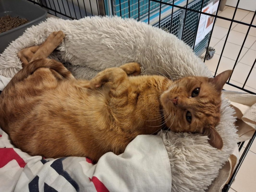 Nuggets - Chat Européen à adopter