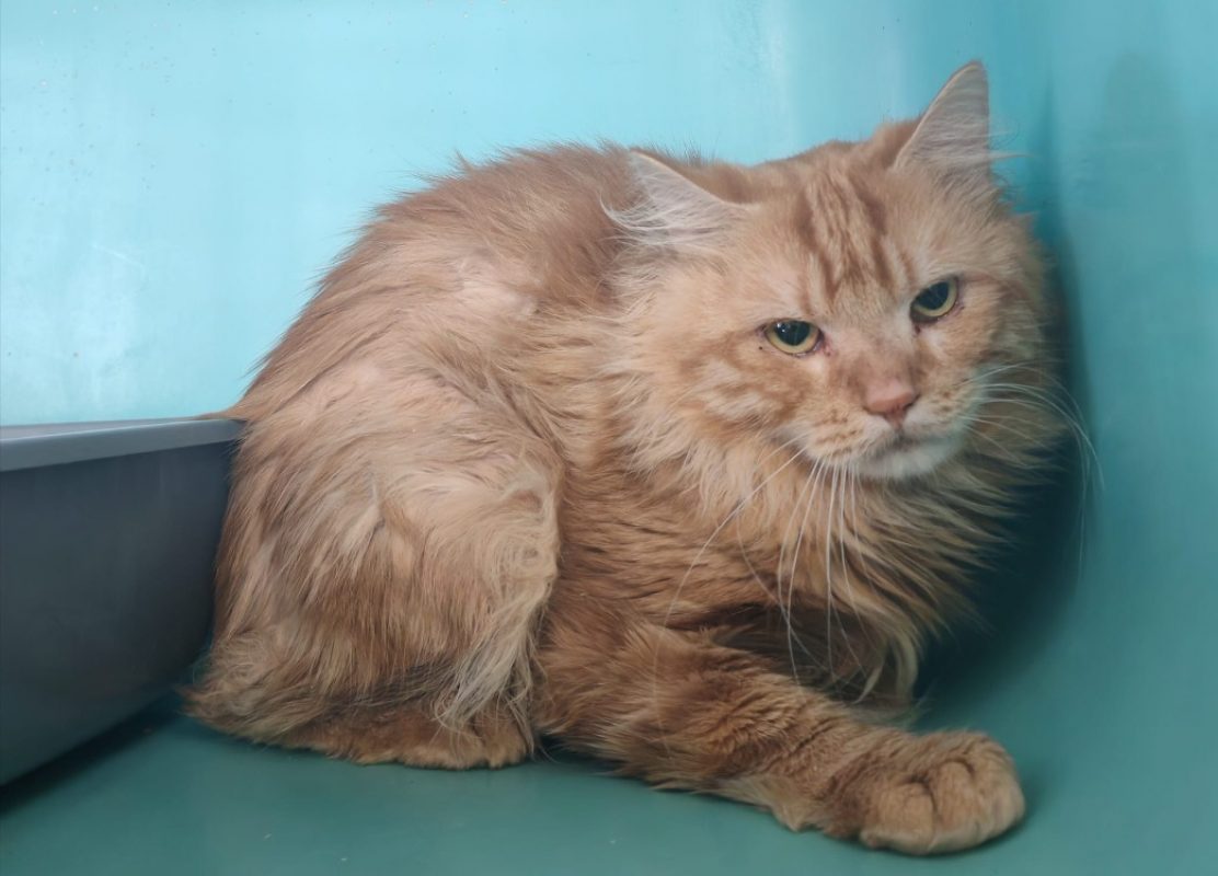 Seth - Chat Européen à adopter