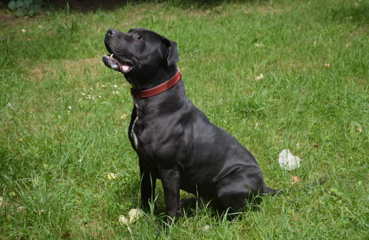 Kiwi - Chien à adopter - photo 4