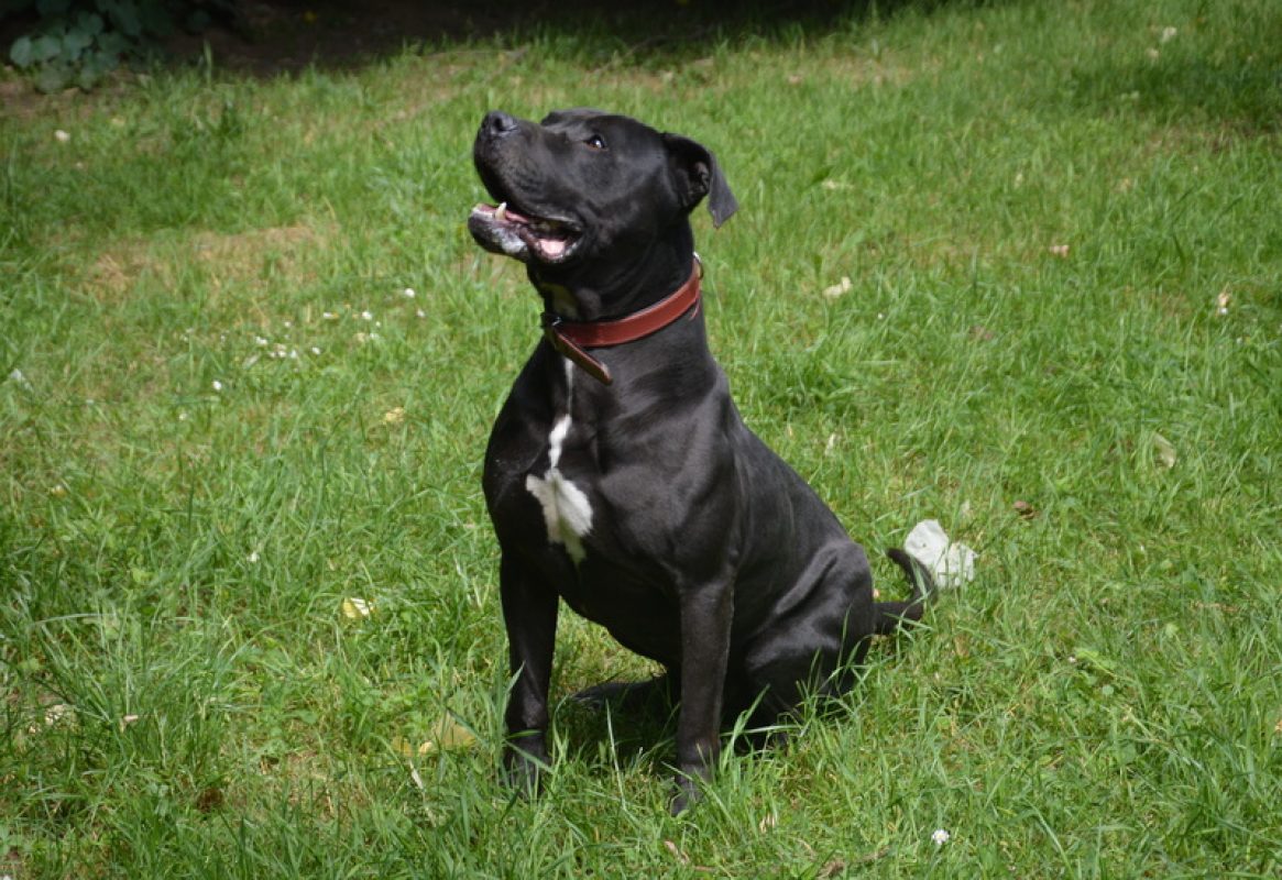 Kiwi - Chien à adopter - photo 6