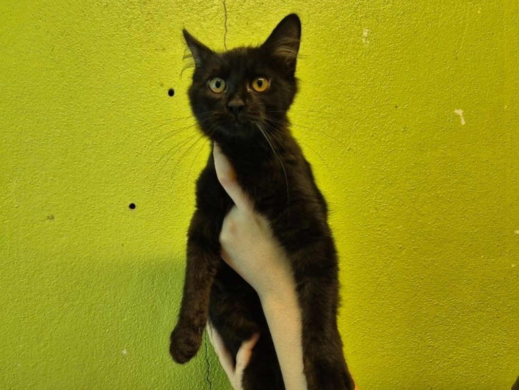 Dustin - Chat Européen à adopter