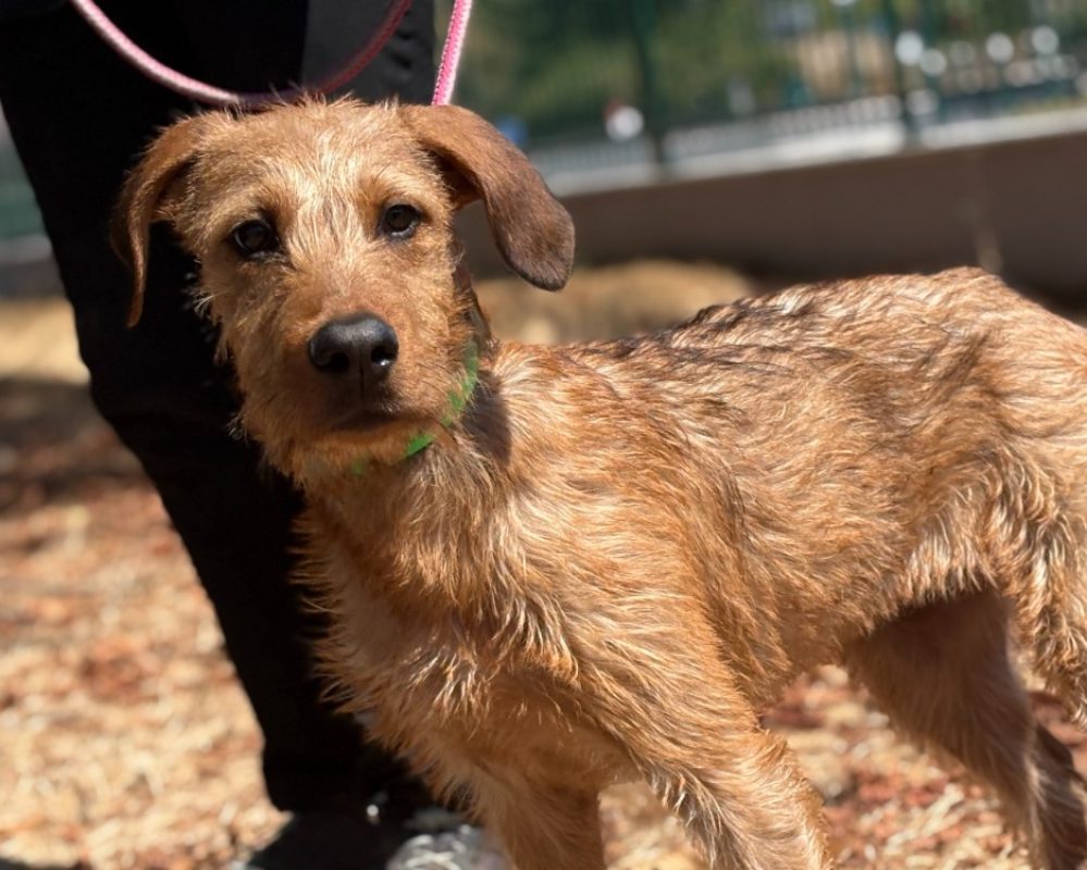 Ted - Chien à adopter