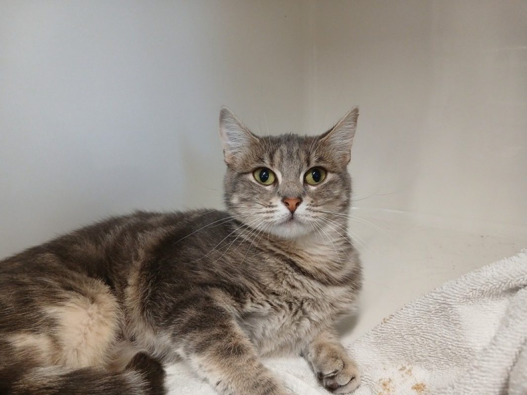 Carla - Chat Européen à adopter