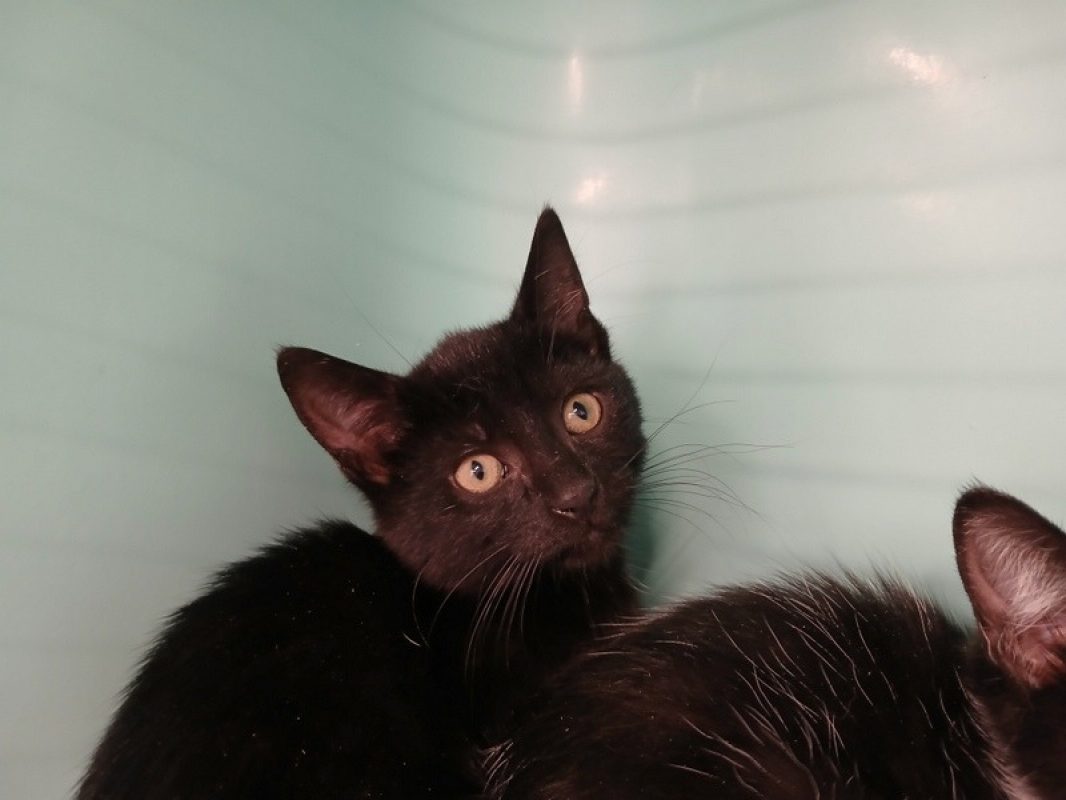 Holy - Chat Européen à adopter