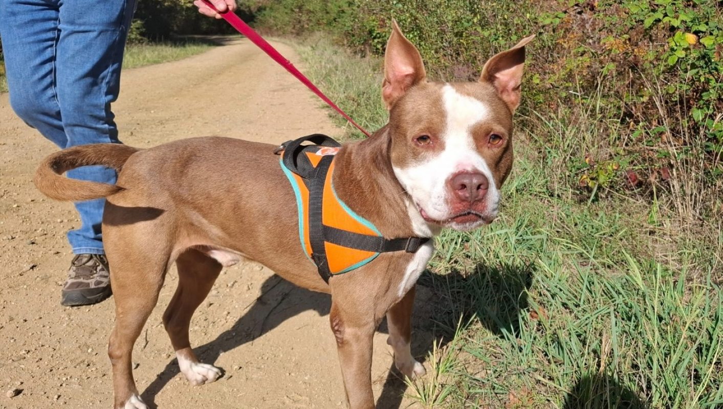 Zeus - Chien Bouledogue Américain à adopter