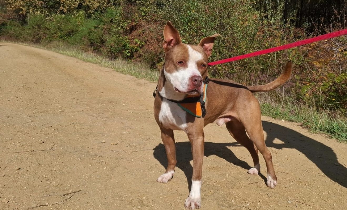 Zeus - Chien Bouledogue Américain à adopter - photo 2