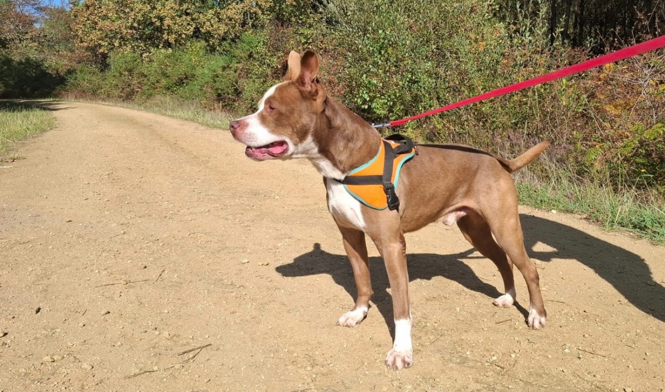 Zeus - Chien Bouledogue Américain à adopter - photo 3