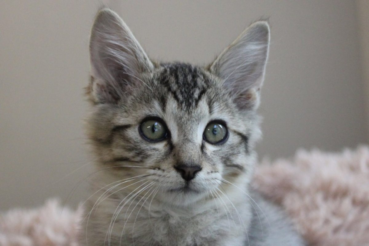 Bally - Chat Européen à adopter