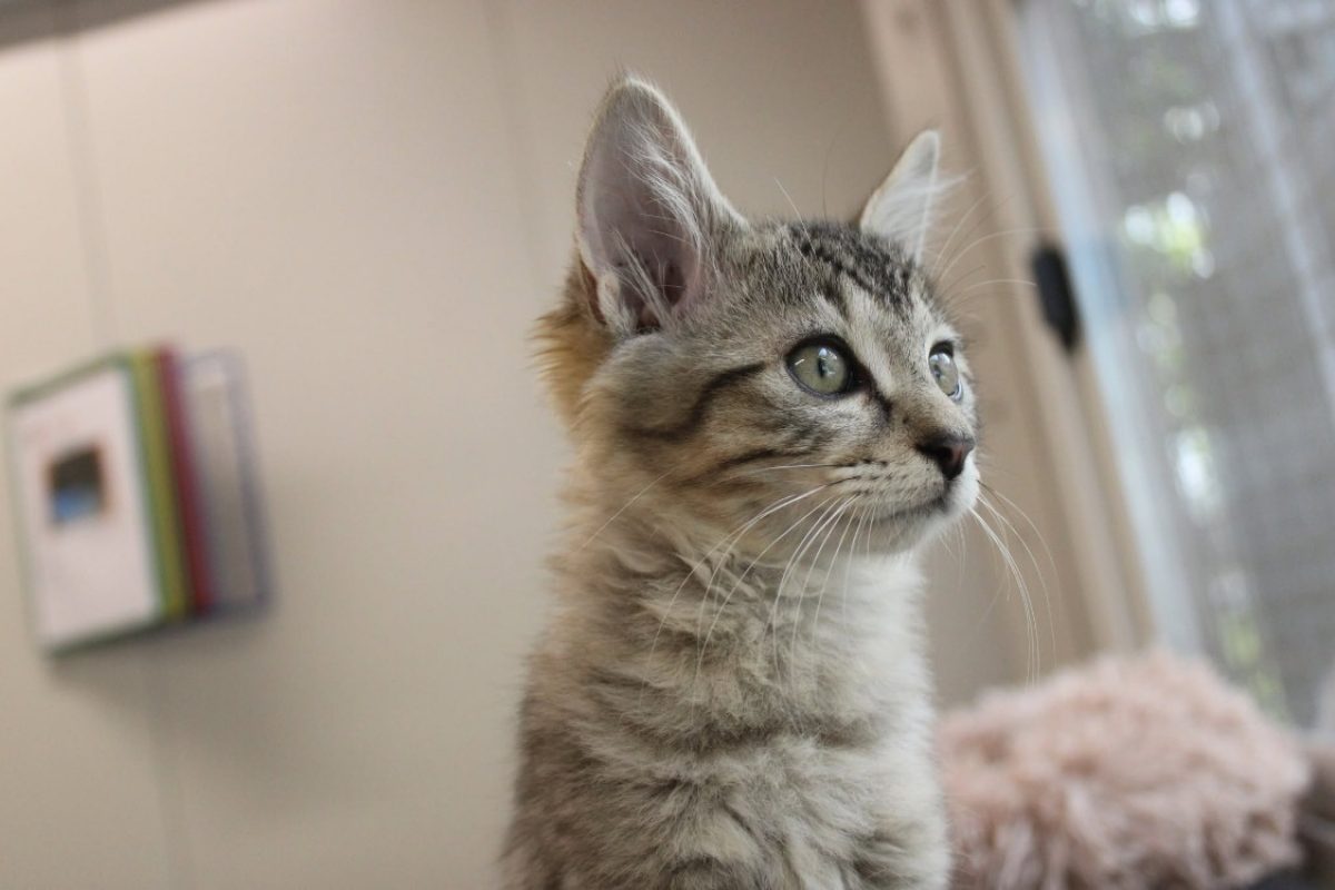 Bally - Chat Européen à adopter - photo 3
