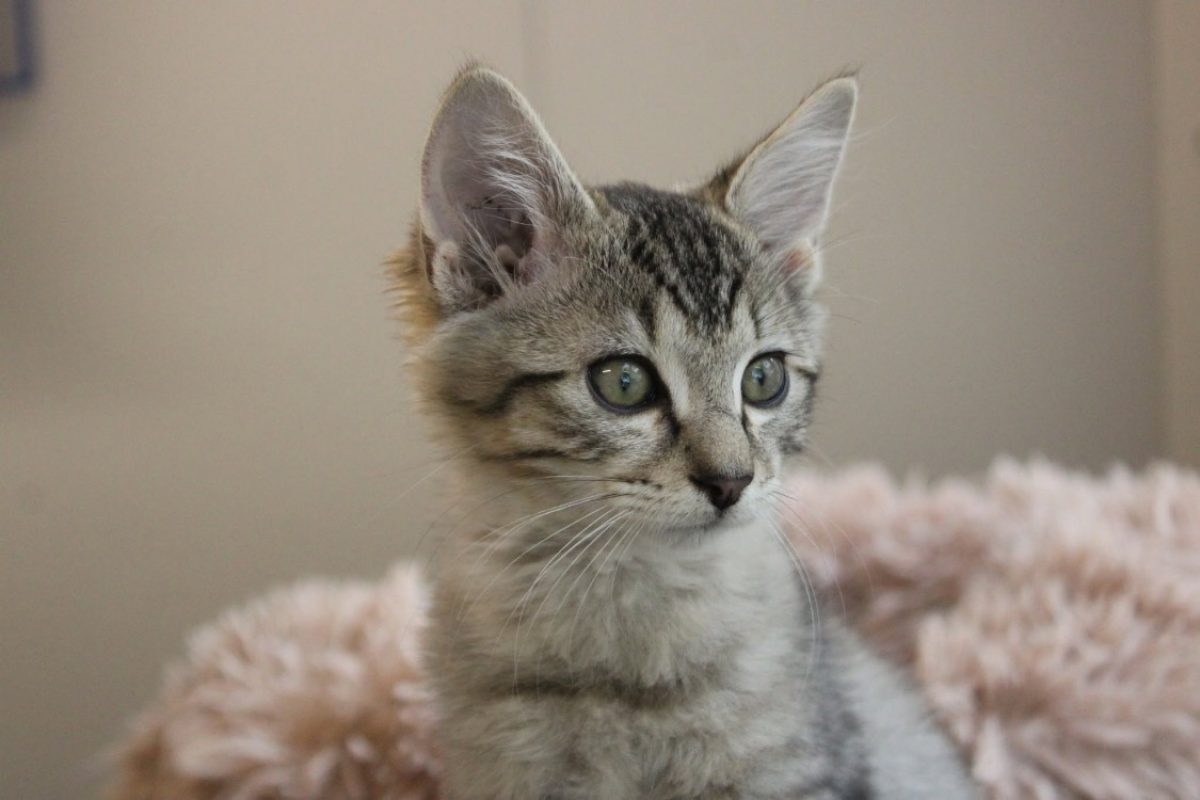 Bally - Chat Européen à adopter - photo 5