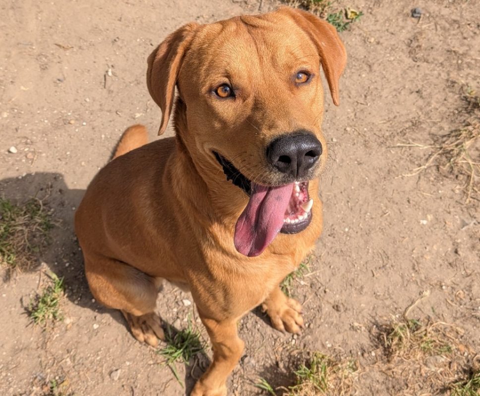 Balou - Chien à adopter