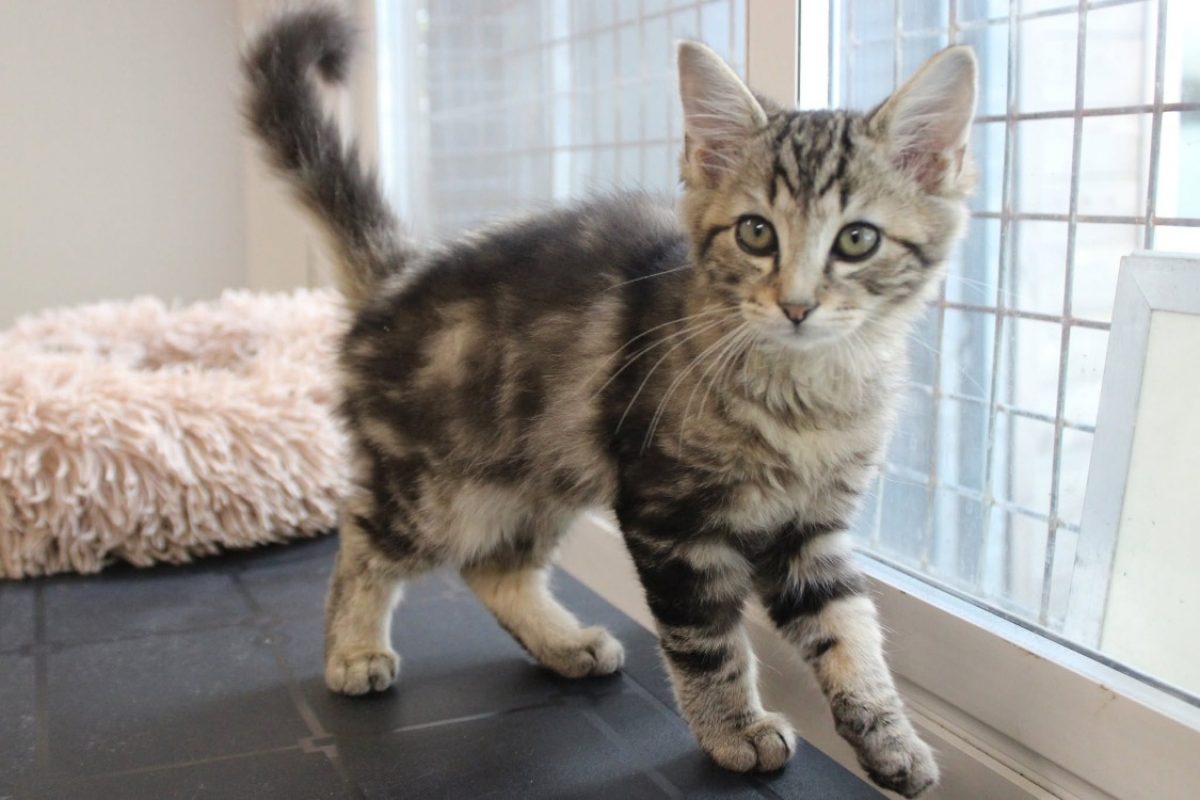 Bounty - Chat Européen à adopter - photo 2