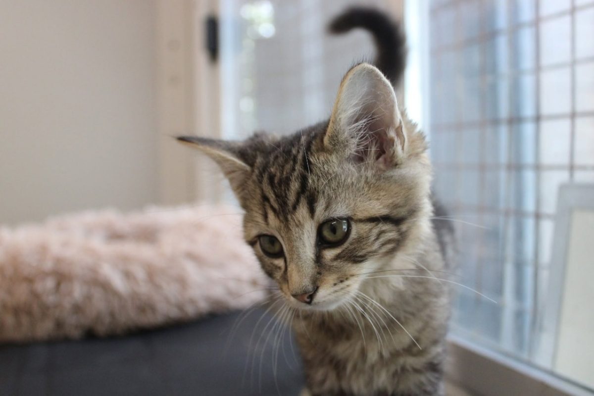Bounty - Chat Européen à adopter - photo 3