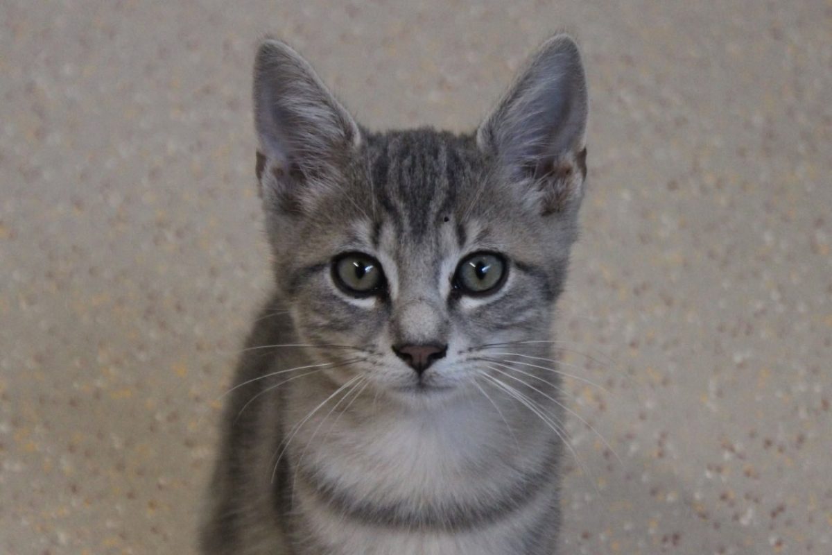 Bleuet - Chat Européen à adopter