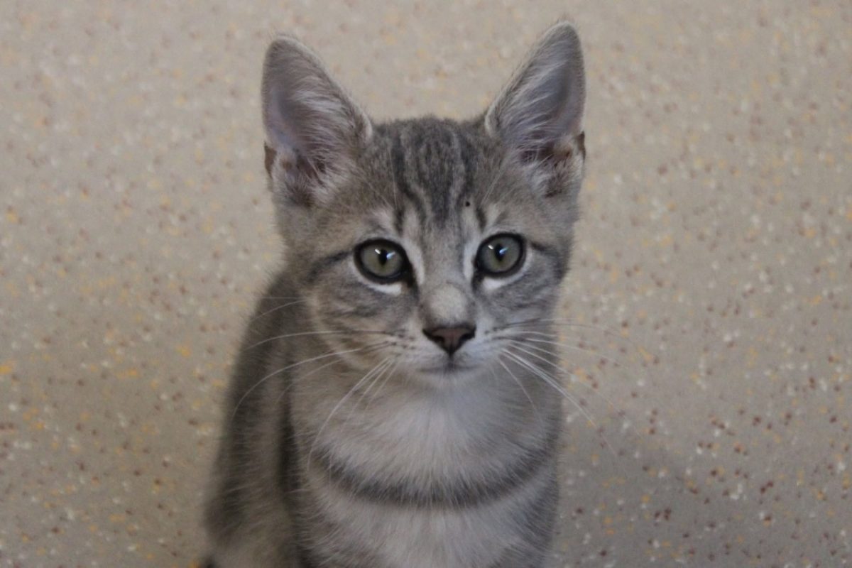 Bleuet - Chat Européen à adopter - photo 2