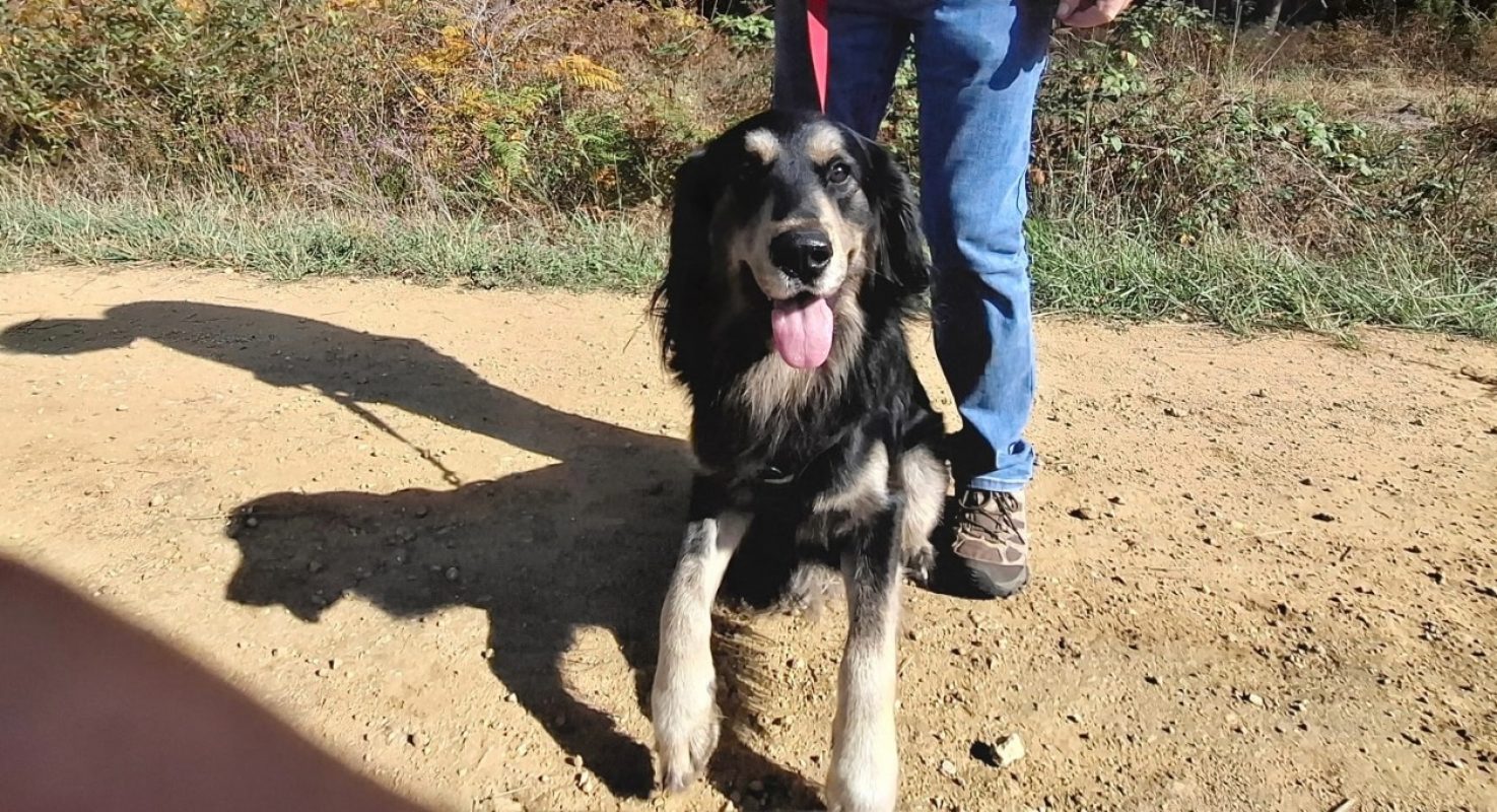 Rocky - Chien Berger à adopter