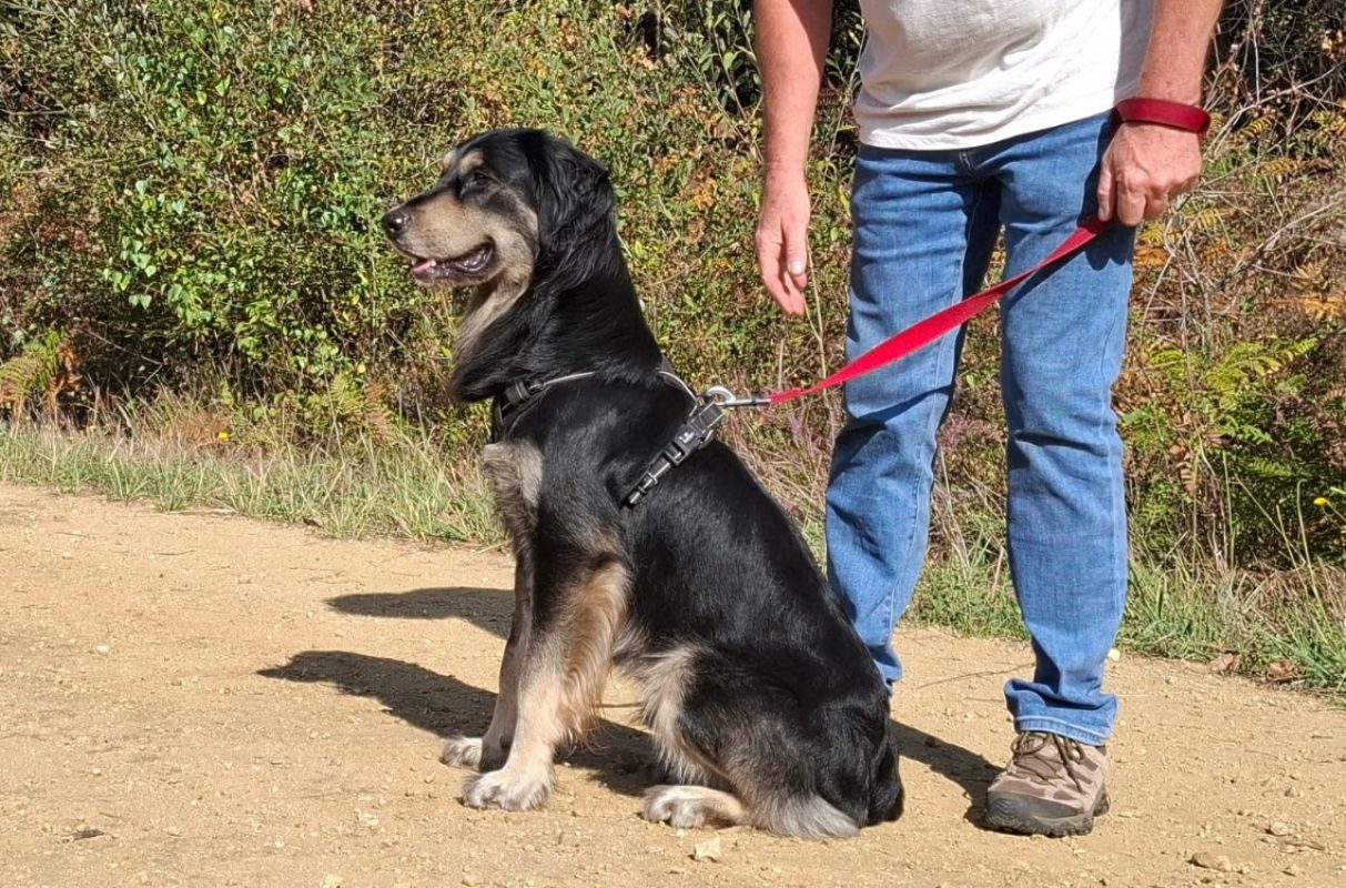 Rocky - Chien Berger à adopter - photo 2