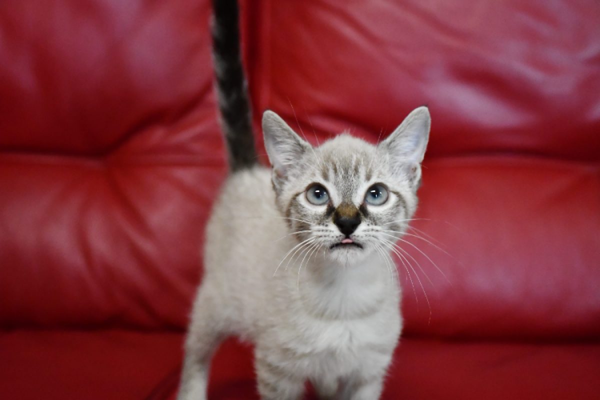 Bubble - Chat Européen à adopter - photo 2