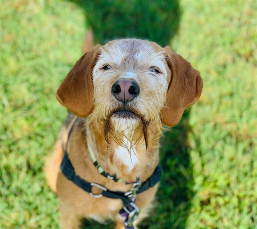 Nobel - Chien Griffon Fauve de Bretagne à adopter