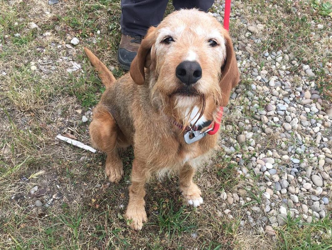 Nobel - Chien Griffon Fauve de Bretagne à adopter - photo 2