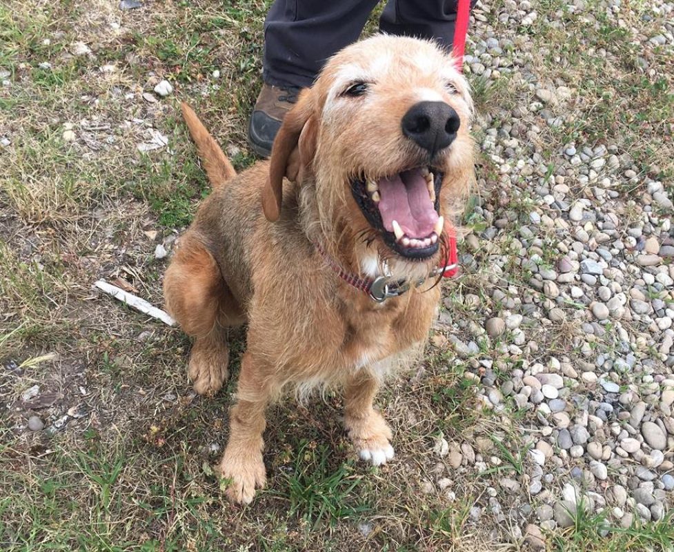 Nobel - Chien Griffon Fauve de Bretagne à adopter - photo 3